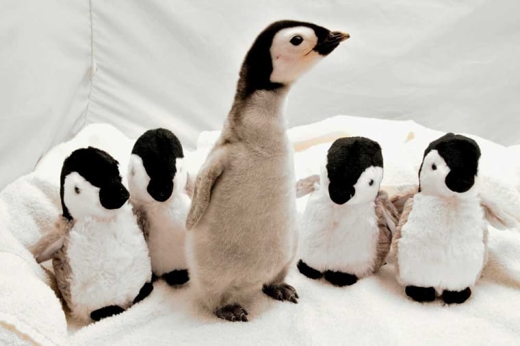An emperor penguin hatched at SeaWorld stands next to stuffed toys in San Diego, Calif., on Monday, Oct. 4. The 3-week-old, 2-pound chick hatched in mid-September and is being raised by the SeaWorld's aviculturists in a behind-the-scenes nursery.  This marks the 21st emperor penguin to hatch at the park since 1980.  SeaWorld San Diego pronounces itself as world-renowned for its successful penguin breeding program. They report they have raised more than 500 penguin chicks representing eight species in the last 30 years.  The chick is expected to go on public display in about four months.