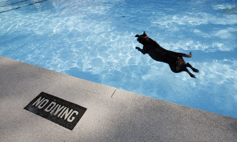 Black Lab  jumps into the Tremont Pool  during the annual "Doggy Dip"   in Upper Arlington, Ohio.  With most people abandoning public swimming pools as the weather cools down, those pools are opening themselves up for canine customers. More and more central Ohio public pools are hosting open swims for dogs. The chlorine content is reduced for the canines, and pool staff thoroughly cleans the filters before opening for humans the next summer.