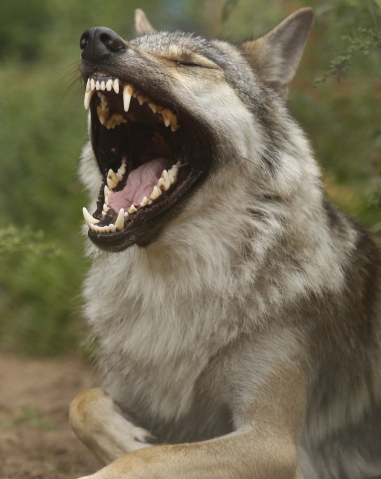A wolf yawns from inside its enclosure during at the Leningradsky zoo in St.Petersburg on August 14, 2011.