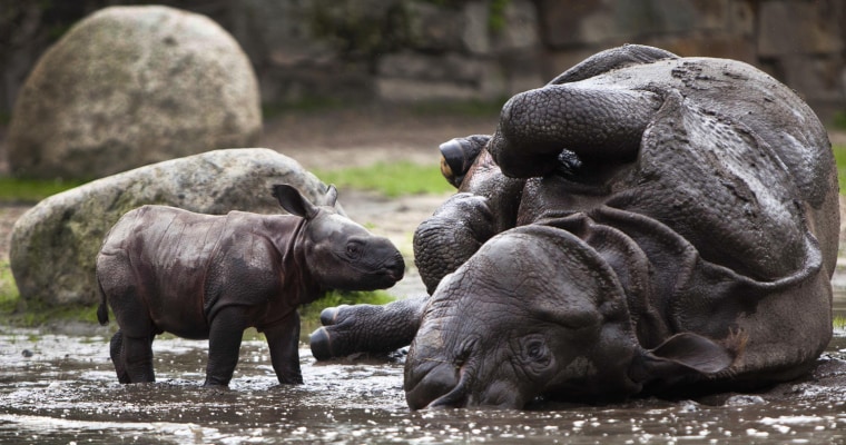A newly born Indian rhinoceros cub and its mother Betty take a bath in a mud hole at the Tierpark Zoo in Berlin, Friday, Aug. 5, 2011.