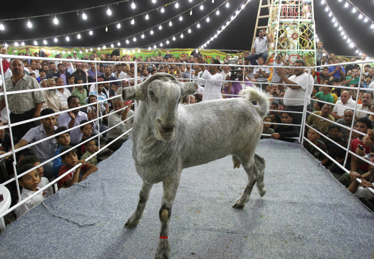 People look at a Maaz Al Shami (Damascene goat), where the title of "Most Beautiful Goat" will be awarded at the Mazayen al-Maaz competition in Amman July 22, 2011. This is the first goat competition held in Jordan.
