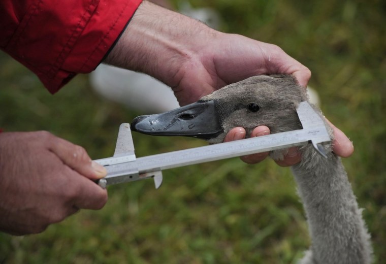 A cygnet's head is measured during the annual swan census or 'Swan Upping' on the River Thames in south-east England, on Monday.