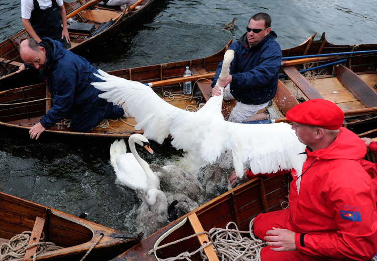 Swans are captured on the River Thames in southeast England on Monday, July 18, during 'Swan Upping.'