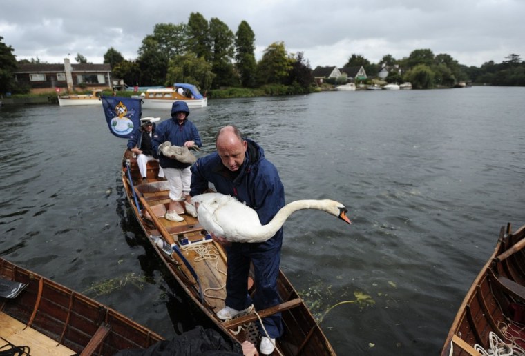 Swans are captured during the annual 'Swan Upping' on the River Thames in southeast England, on Monday.