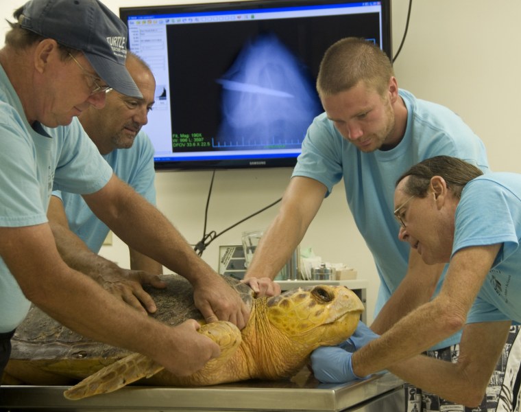 Richie Moretti, right, and other staff members at The Turtle Hospital in Marathon, Fla., perform a final examination of a Federally-protected loggerhead sea turtle before releasing it off the Florida Keys near Marathon, Fla., Wednesday, Sept. 14. The turtle suffered a spear gun shot to its head in early August and a veterinarian surgically removed the spear that missed vital structures. Keys residents and businesses have amassed a $16,000 reward fund for tips leading to the arrest and conviction of the guilty party. The x-ray taken prior to surgery is displayed on the monitor in the background