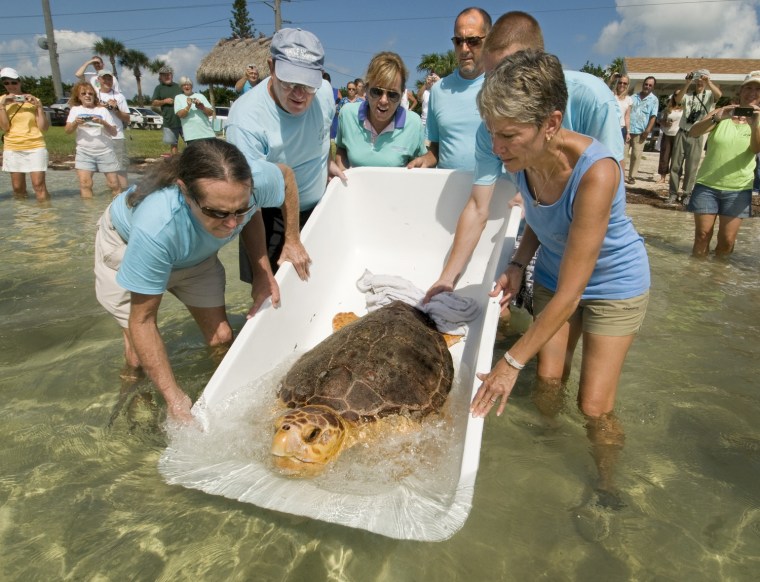 Staff and volunteers of The Turtle Hospital, including director Richie Moretti, (L), release a federally-protected loggerhead sea turtle back into the ocean off the Florida Keys near Marathon, Sept. 14.