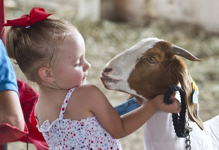 Kynnlee League, 2, has fun with her boer goat, Gabe, before competition during the Open Goat Show at the Lincoln County Fair, near Stanford, Ky. on July 7.
