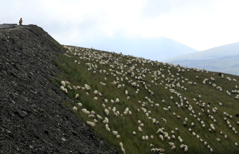 A shepherd watches over his flock near the peak of Transalpina, the highest road in the country which crosses Parang mountains in the southern Carpathians reaching an altitude of 7,044 feet in Urdele pass, on Sunday, July 31. The road is currently under a modernization process.