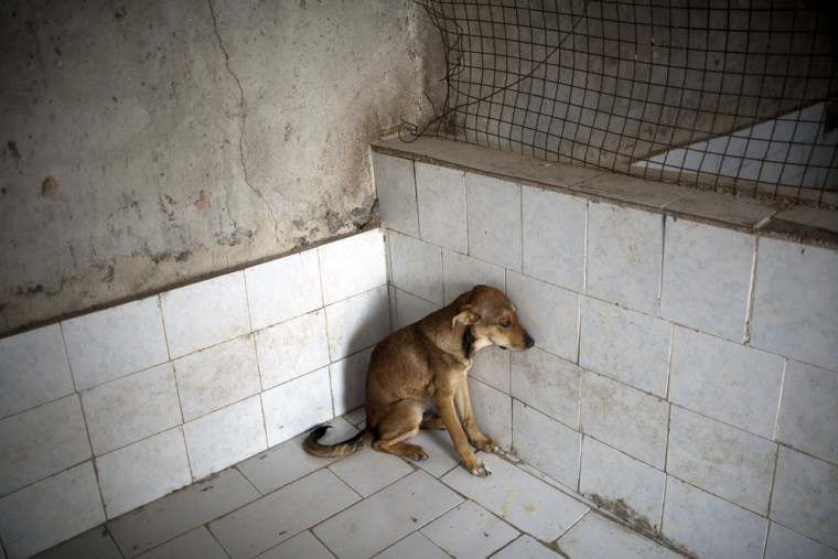 A stray dog sits at the Vafa animal shelter.
