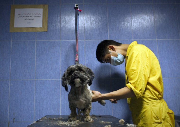 An Iranian man trims a Terrier named Jessi, at Tehran Pet Hospital in Iran on June 23.