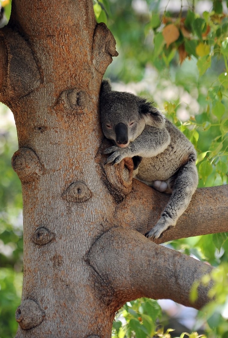 A koala naps in a tree at the Los Angeles Zoo in Los Angeles, California August 12, 2011.