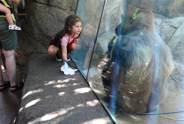 A girl and a gorilla look at each other at the Los Angeles Zoo in Los Angeles, California August 12, 2011.