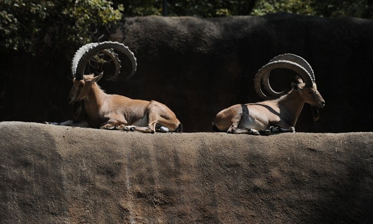 A pair of Nubian Ibex sit in the sun at the Los Angeles Zoo in Los Angeles, California August 12, 2011.