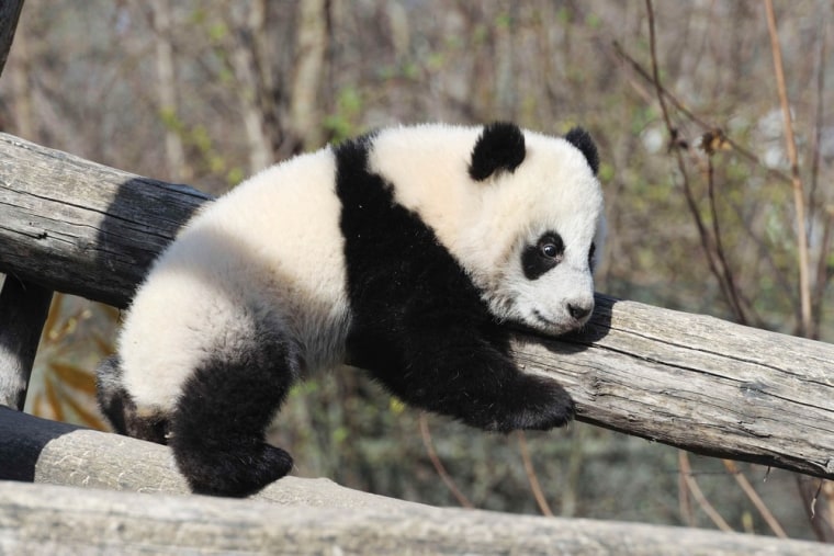 Seven month old panda cub Fu Hu exploring the outdoors for the first time at Schoenbrunn Zoo in Vienna, Austria on March 24.