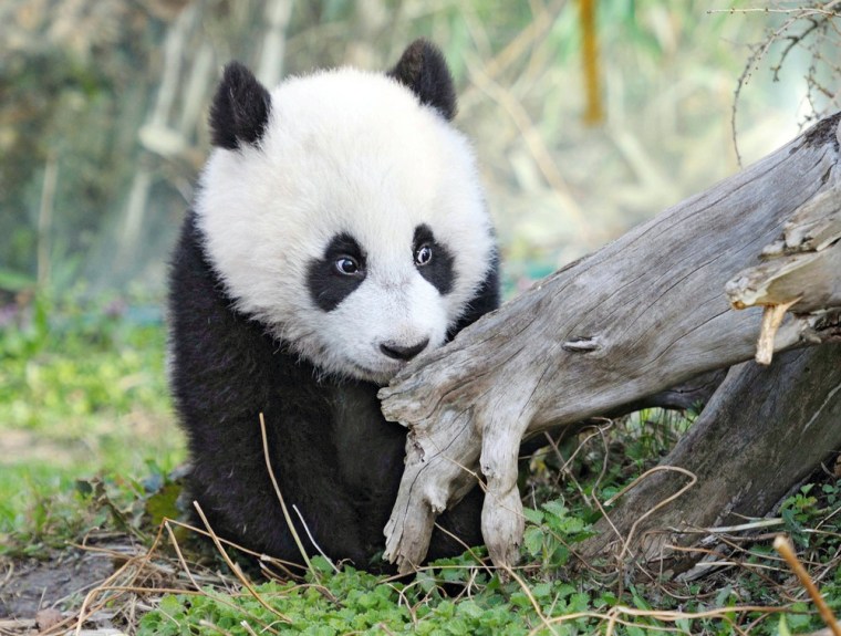 This photo provided by the Schoenbrunn Zoo shows seven month old panda cub Fu Hu exploring the outdoors for the first time in Vienna, Austria on March 24. Fu Hu, who was born on Aug. 23, is a sensation because he was conceived naturally. He follows in the footsteps of his older brother, Fu Long, who charmed Austrians before leaving for China in 2009.