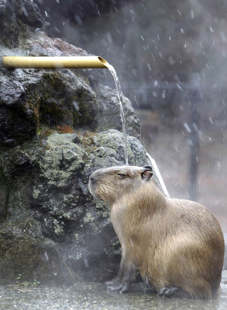 A capybara sits under a stream of hot water to keep warm during a cold snow day in its enclosure at Saitama children's Zoo, near Tokyo, Japan on Feb. 11.