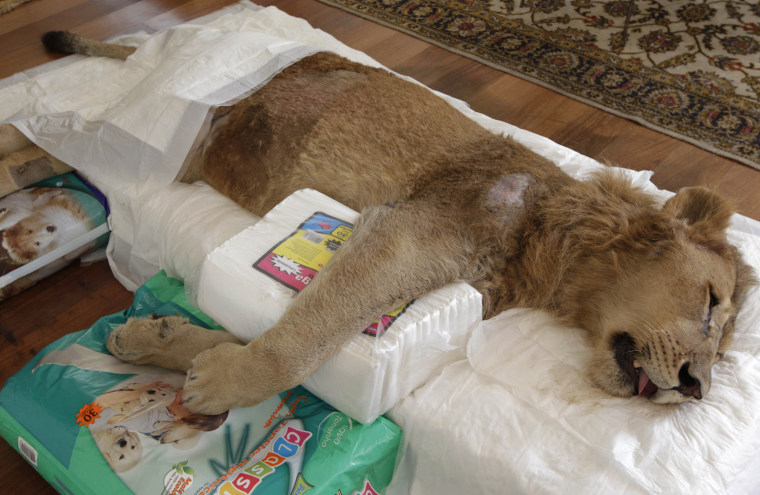 Ariel lies on a mattress in a veterinarian's home in Sao Paulo, Brazil, Wednesday July 13.