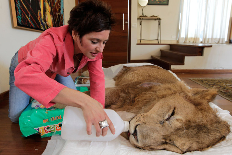 Raquel Borges visits her paralyzed lion, Ariel, at the home of a veterinarian where Ariel is being treated in Sao Paulo, Brazil, Wednesday July 13.