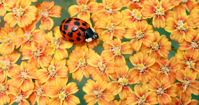 A ladybug crawls across the blooms of a plant at Blueberry Park in Bremerton, Wash. on Monday, July 11, 2011.