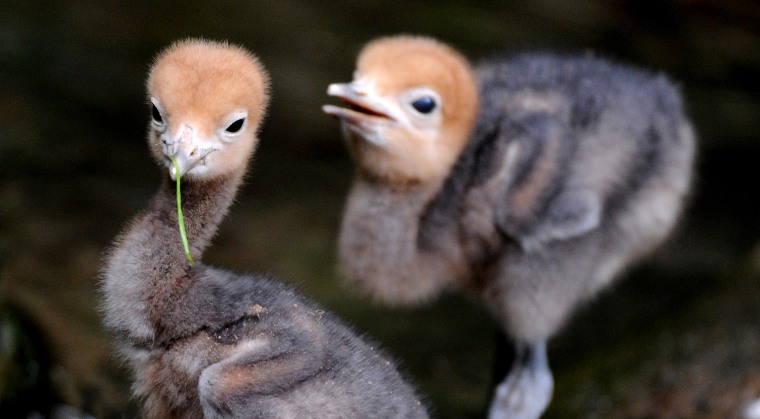 Two blue crane chicks stand in their enclosure in the zoo of Hanover, northern Germany on July 12. The two chicks hatched on July 6 and 7, 2011. The blue crane feeds on insects, roots, fish, frogs, worms, crabs and even reptiles and small mammals.