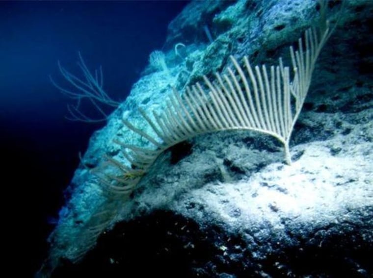 A sea fan near the Pacific atoll of Ulithi, at a depth of 3,600 feet (1.1 km). Findings from video of this dive and those of James Cameron's Challenger Deep expedition and of one to New Britain Trench were revealed yesterday.