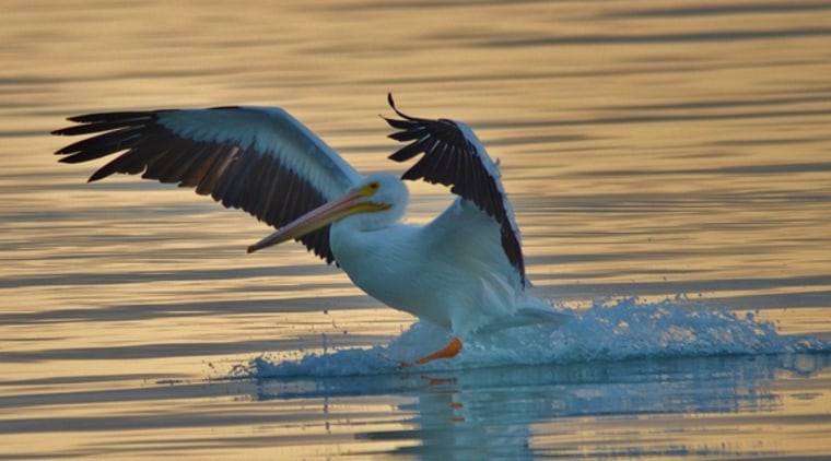 Image: Pelican lands