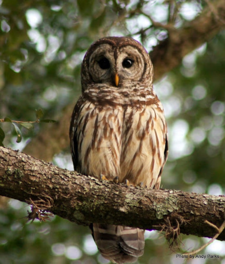 Image: Owl