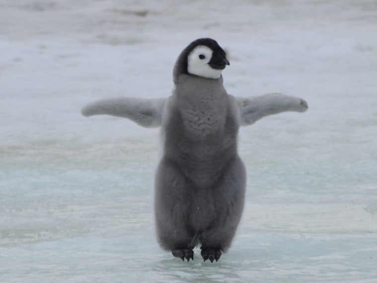 Image: Penguin jumps