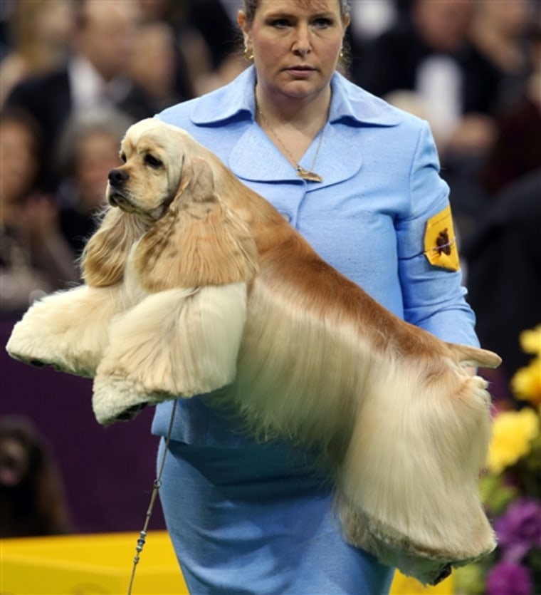 Handler Stacy Dohmeier carries Tucker, an A.S.C.O.B Cocker Spaniel, Feb. 12, at the Westminster Kennel Club Dog Show.