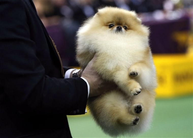 A Pomeranian is carried by its handler to be judged during competition in the Toy Group at the 137th Westminster Kennel Club Dog Show, Feb. 11.