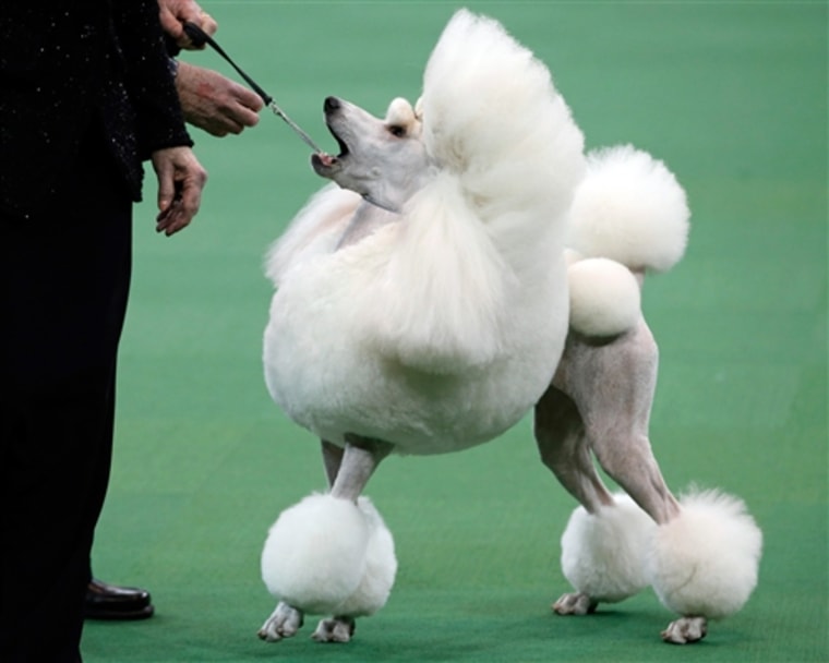 A Standard Poodle is judged during competition in the Non-Sporting Group at the 137th Westminster Kennel Club Dog Show, Feb.11.