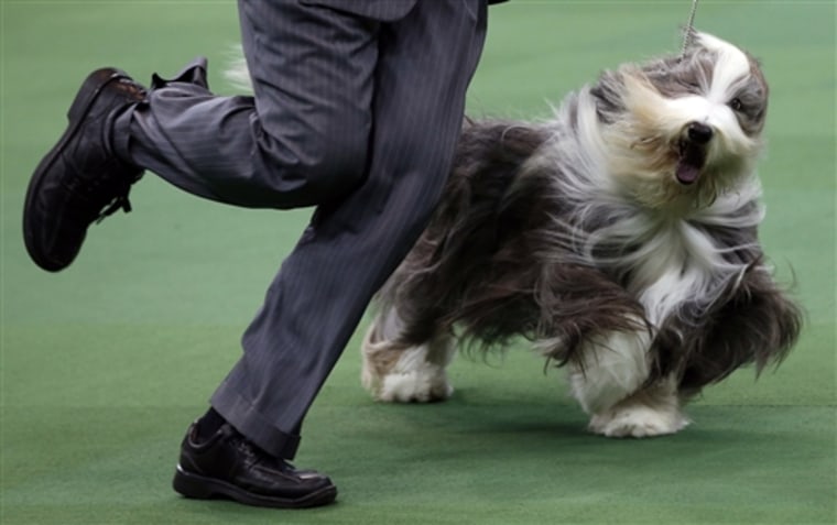 A Bearded Collie runs during competition in the Herding Group at the 137th Westminster Kennel Club Dog Show, Feb.11.
