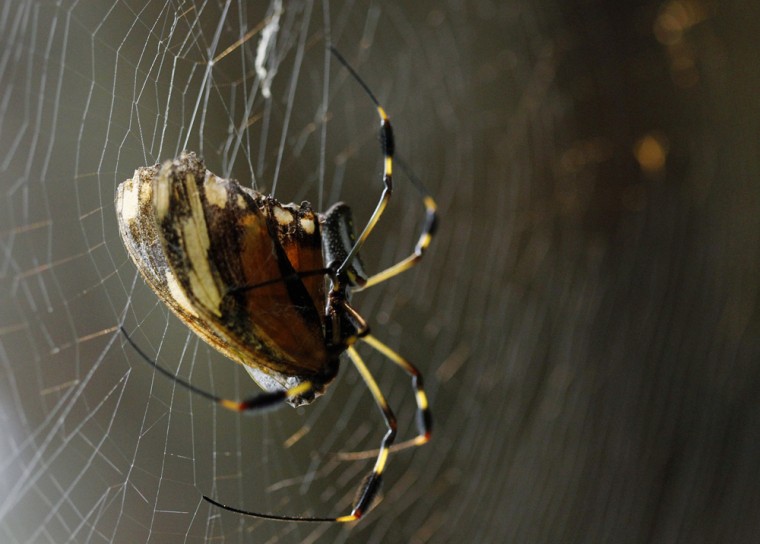 This spider web is strong enough for a bird to sit on, a scientific first