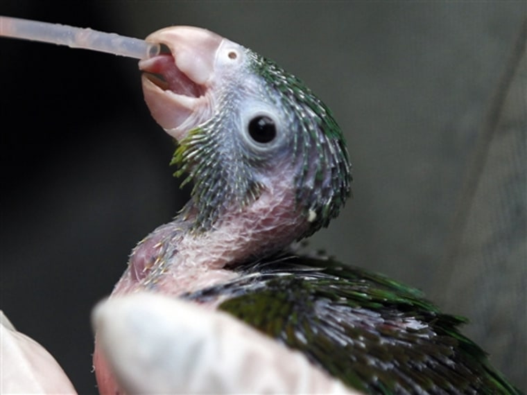 A young parakeet is fed by a veterinarian at an animal shelter west of Bogota, Colombia, Feb. 18.