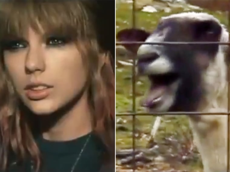 Get your goat: Taylor Swift's \"I Knew You Were Trouble\" gets a barnyard augmentation