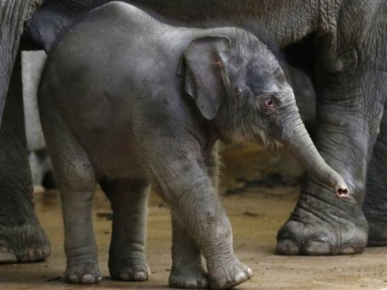 Baby Asian elephant