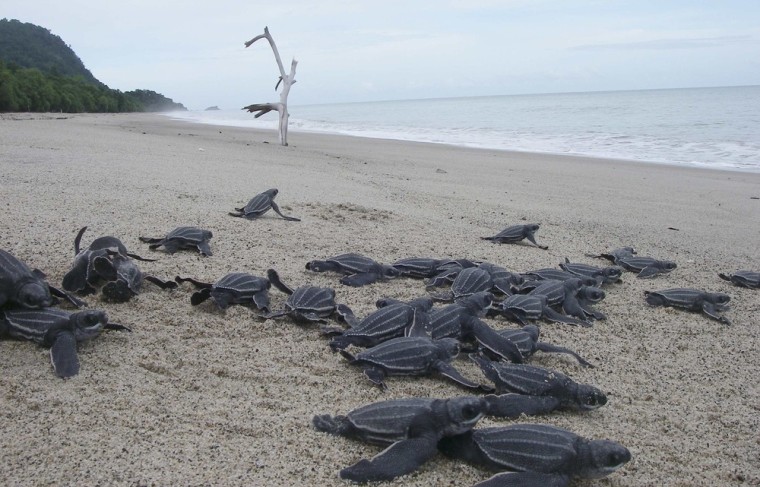 Leatherback turtle hatchlings head into the sea on the island of New Guinea in this 2012 photograph.