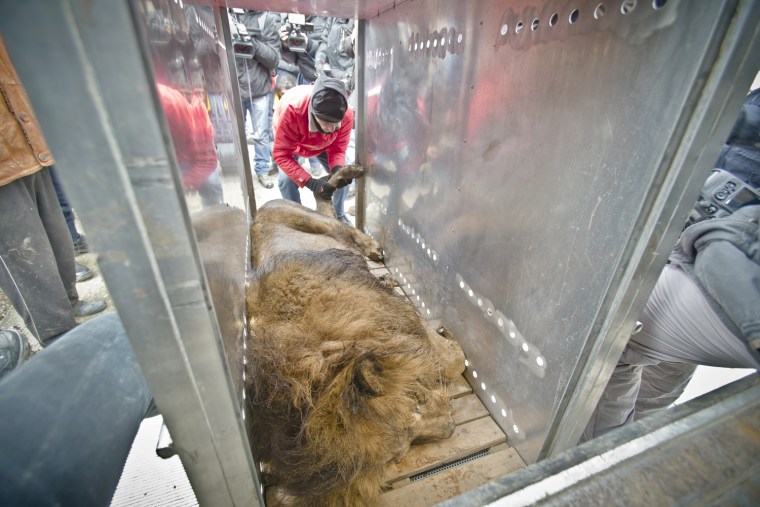 A sedated lion is positioned in a transport cage, at the estate of Ion Balint.