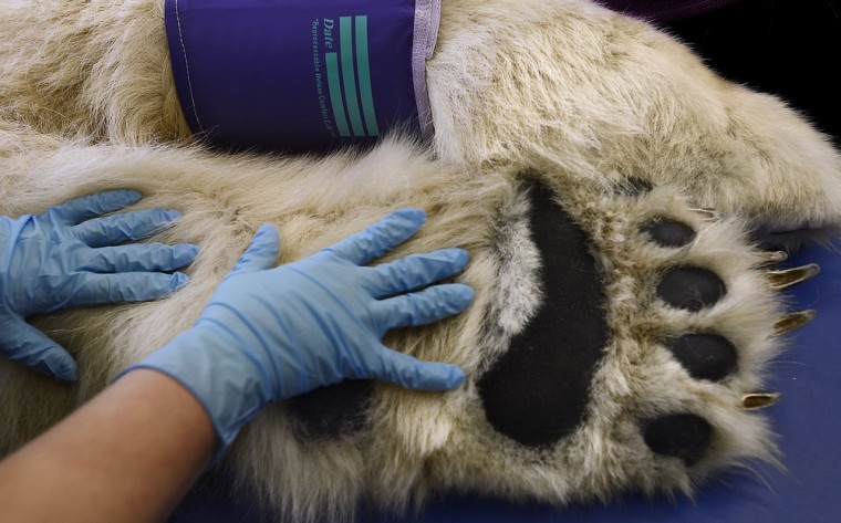 A pair of gloved hands are dwarfed by the furry paws of Boris the Polar Bear at the Point Defiance Zoo & Aquarium's animal health care hospital in Tacoma, Wash.