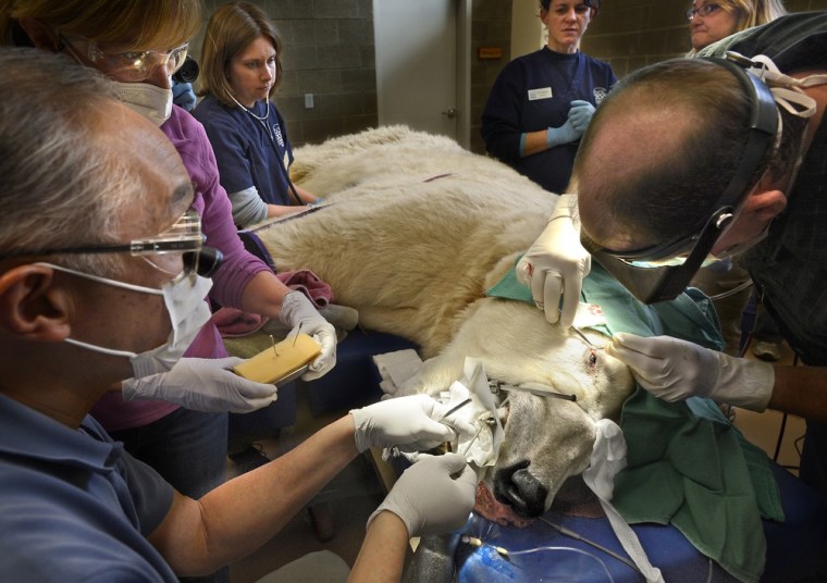 Dr. Edmund Kwan performs a root canal as Dr. Tom Sullivan removed a growth from the eye lid of Boris, a Pt. Defiance Zoo & Aquarium Polar bear on Feb. 23 at the Point Defiance Zoo & Aquarium's animal health care hospital in Tacoma, Wash.