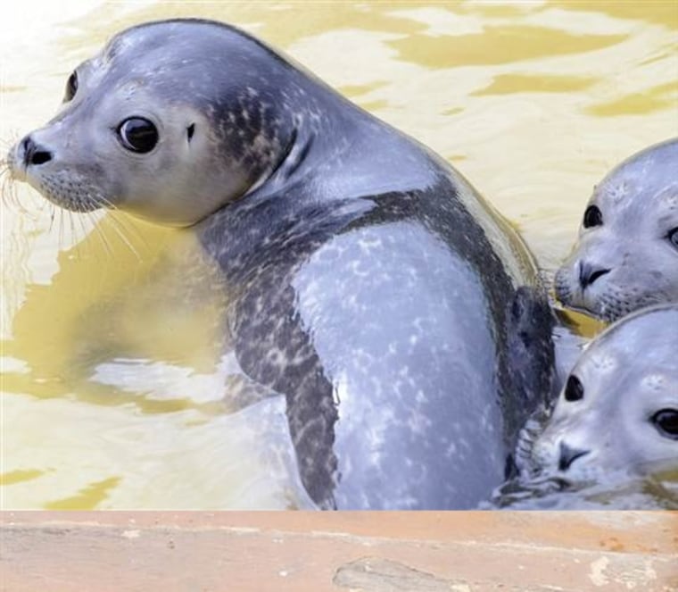 Aw, sweet seals! Check out 19 cute animal photos