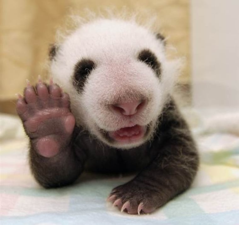 This baby panda is jazzed for the new design of TODAY Pets!