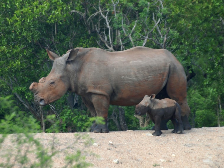 This image shows a de-horned white rhino and its calf. A new paper argues that humanely harvesting rhino horn could save the animals from extinction.