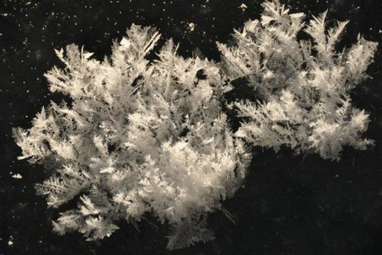 Frost flowers are among the ice structures grown at the Sea-ice Environmental Research Facility in Winnipeg, Canada.