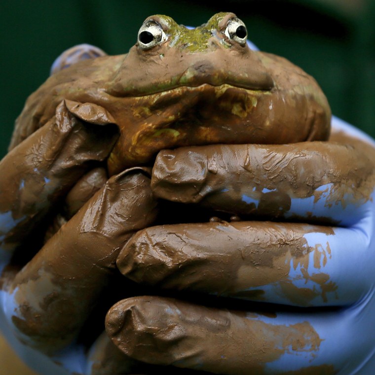 A muddy bullfrog is inspected during a photo call for the annual census at the London Zoo on Jan. 3, 2013.