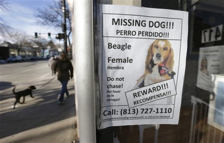 A poster for author Dennis Lehane's missing dog is attached to a shop window in Brookline, Mass. Tessa the beagle has been missing since Christmas Eve.