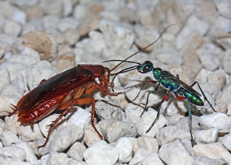 What Do Baby Wasps Look Like 