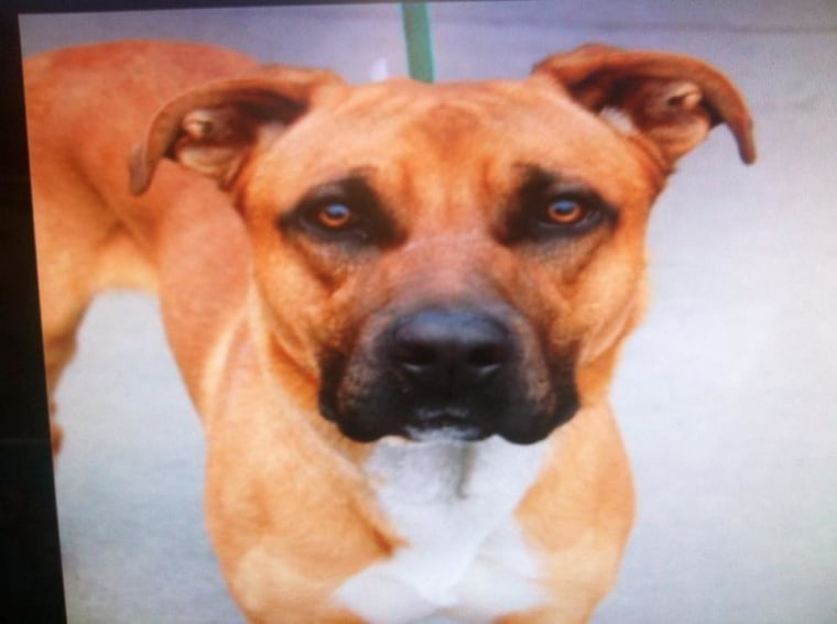 Christine O'Donovan located her dog Buster on the Animal Care and Control website the night before he was to be euthanized. Buster was found in Far Rockaway and had been at the shelter in Brooklyn for eight days.