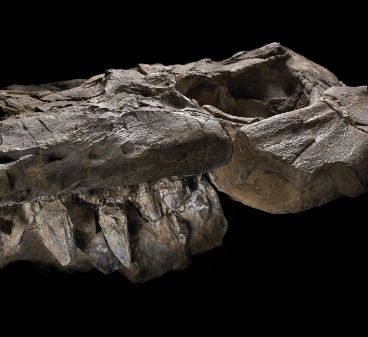 A jaw full of 5-inch, knife-edged teeth let this ichthyosaur tear into prey.