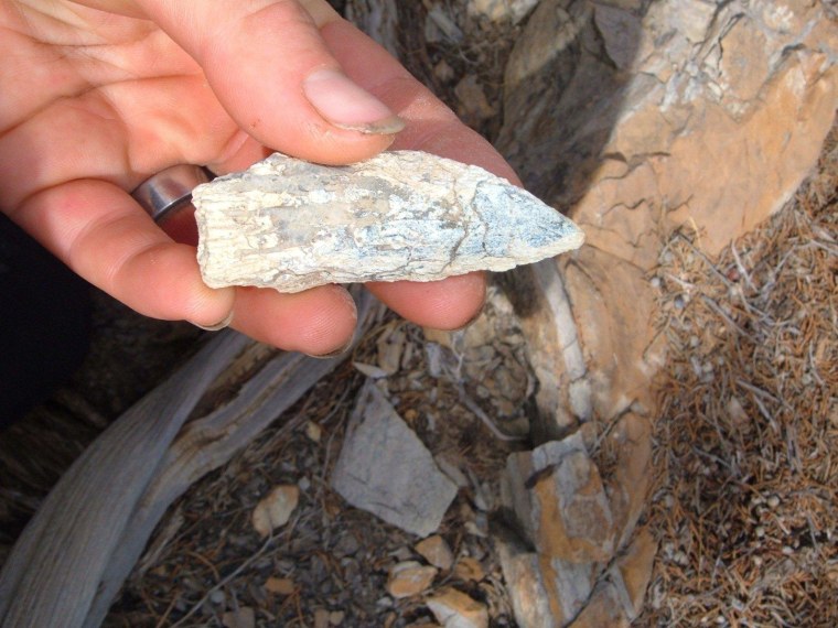 The shape of Thalattoarchon's tooth crown with its two cutting edges, as seen here in the field, indicates that the ichthyosaur was a meat eater, not a fish eater.